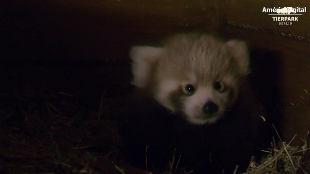 Panda rojo recién nacido en el 'zoo' de Berlín