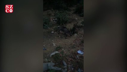 Sarıyer’de acıkan domuz sürüsü şehir merkezine indi