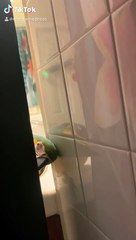 Parrot is a Peeping Tom