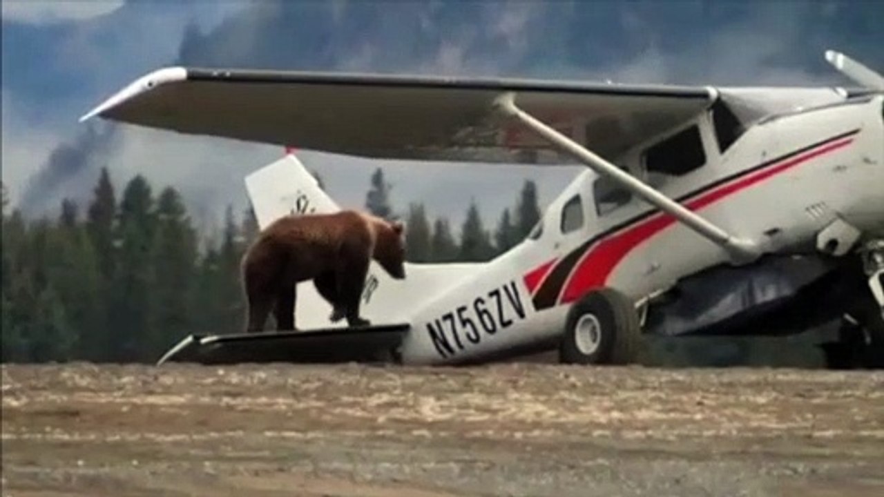 Large Grizzly Bear Climbs onto Airplane