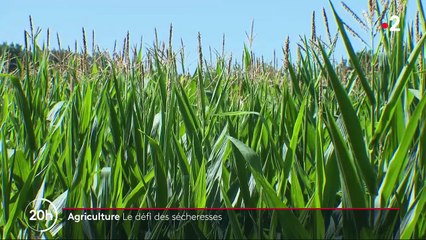 Agriculture : le défi des sécheresses