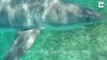Ce plongeur reçoit la visite d'un grand requin blanc... Terrifiant