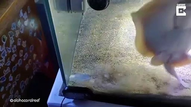 Cette petite raie est tellement contente de voir son soigneur... à table