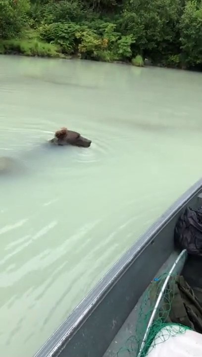 Un ours curieux nage pour rendre visite à des pêcheurs