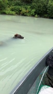 Un ours curieux nage pour rendre visite à des pêcheurs