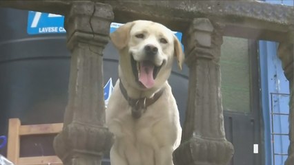 Niño rescata a su perro durante inundación en Tlalpan