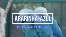 Ararinha-azul de volta a NATUREZA! Perspectivas e desafios