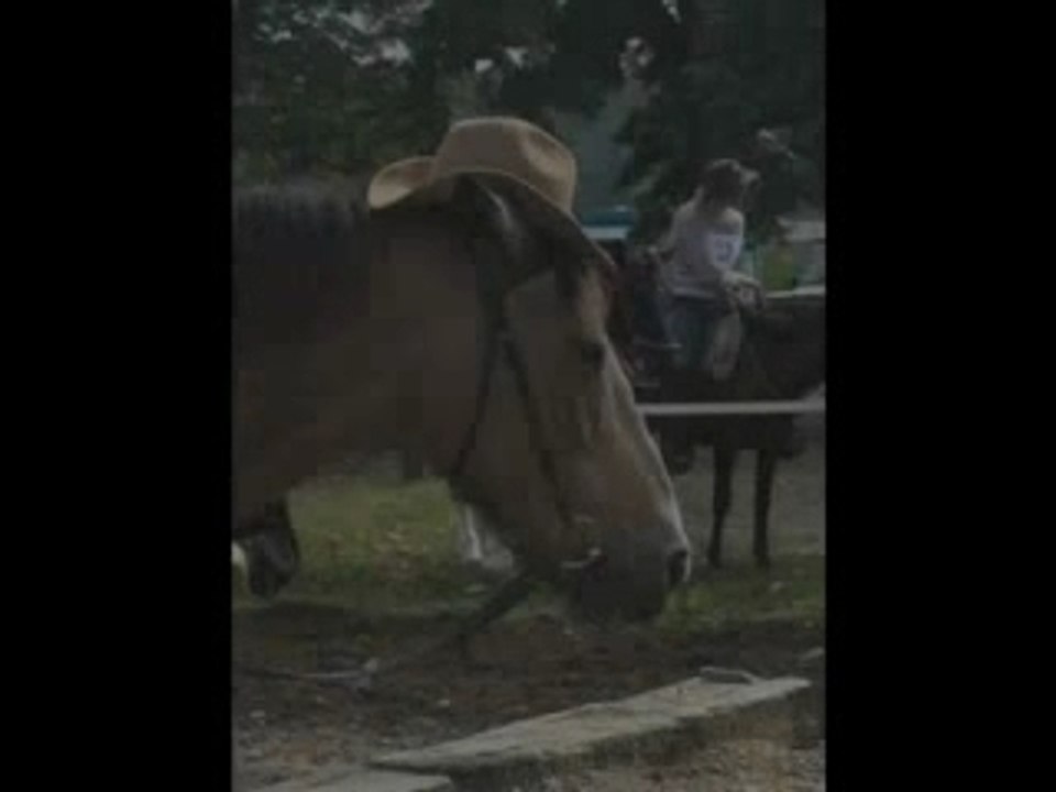 Les chevaux