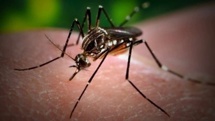 The TRUTH About Zika