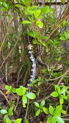 King Snake Swallowing Another Snake
