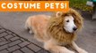 Try Not To Laugh At These Funny Pets In Costumes Video Compilation