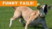 Funniest Animal Fails August 2017 Compilation _ Funny Pet Videos