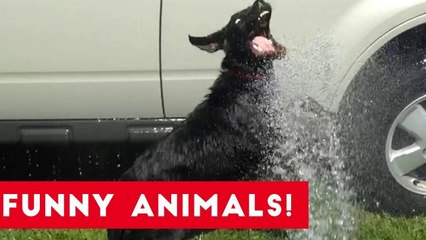 Funniest Pets of the Week Compilation August 2017 _ Funny Pet Videos