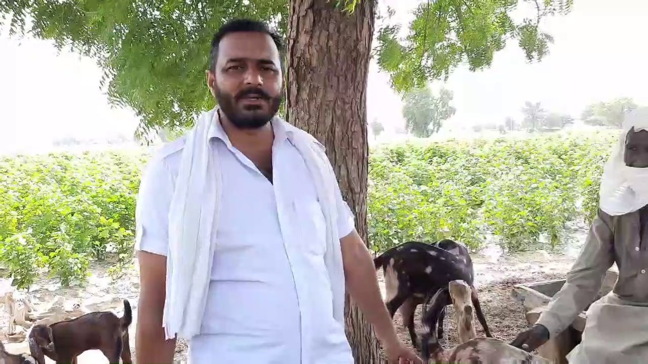 Bakariyon me mastitis, symtoms, treatment