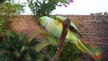 Parrot Morning Sounds