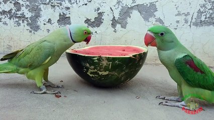 Parrot Eating Watermelon