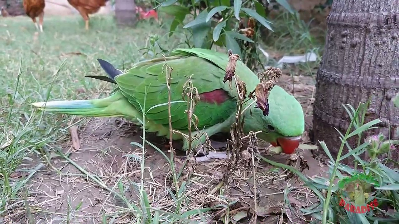 Baby Parrot Play Outside