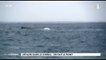 Baleine percutée entre tahiti et Moorea l’association Océania et le Terevau réagissent