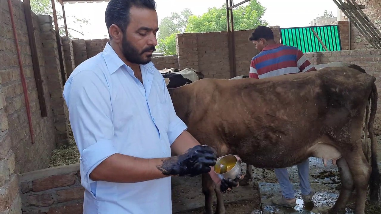 Animal ke muh me chhalo ka gharelu ilaaj,