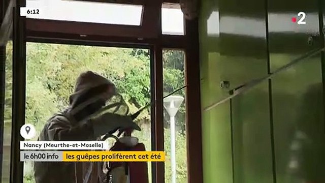 Les essaims de guêpes se multiplient cet été et se fixent près des habitations ou dans les jardins privés : Il faut des professionnels pour sen débarrasser
