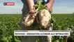 Pesticides : une dérogation accordée aux betteraviers