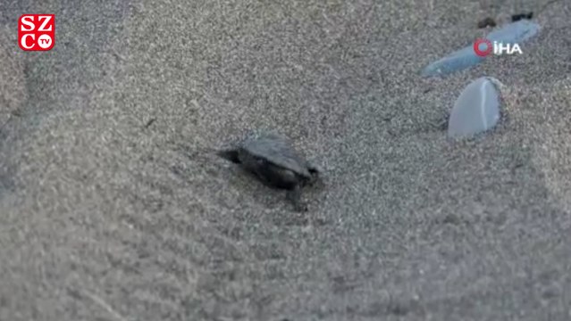 Yavru Caretta Carettalar denizle buluşmaya başladı