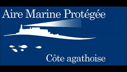 AGDE - Une baleine et un rorqual commun observés dans l'aire marine protégée de la côte agathoise