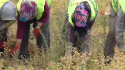 Sındırgı’da nohut hasadı yapıldı