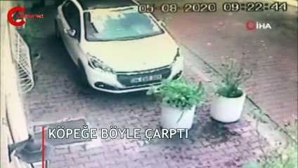 Beşiktaş’ta korkunç an! Köpeğe çarpıp kaçtı