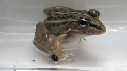 Cómo escapar vivo de la panza de la rana: este escarabajo lo hace por la puerta de atrás