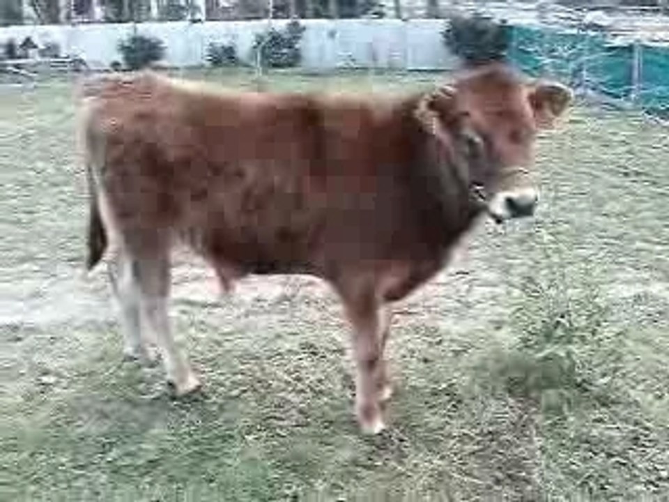 Coquin19022008