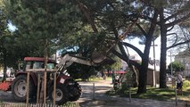 Place de la Vendée, une grosse branche d’arbre tombe sur la chaussée