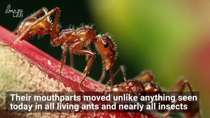 Ancient 'Hell Ant' Attacking Cockroach with Scythe-Like Headgear Frozen in Amber