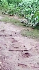 शिवपुरीः जंगल से टहलते हुए हाईवे पर आ पहुंचा मगरमच्छ, सड़क पर खड़े लोगों के उड़े होश