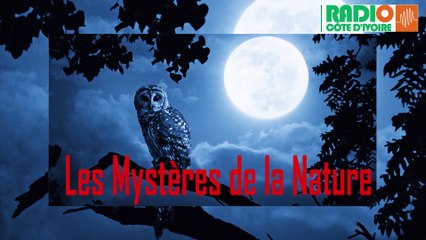 Les Mystères de la  Nature /Les Astuces Spirituelles pour bien démarrer le mois d'Août avec Maitre Bamba