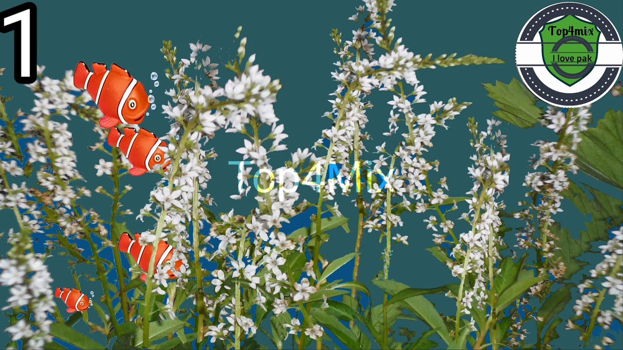 fish Fish nature underwatre carps swimming lack scalar tropical fish sea bed fish the sea coral fish aquarium fish goldfish water sockeye salmon fish wreck diving sunken  fish tank fish swarm