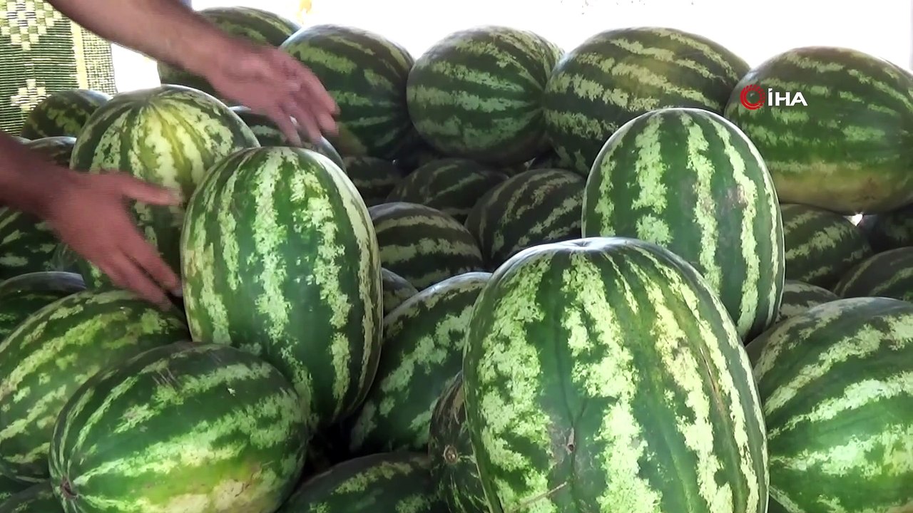 Kavurucu sıcakta karpuz satarak ekmek parasını kazanıyor
