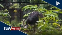 Ostrich na nag-viral sa social media, nasa BMB na