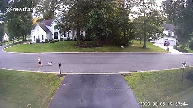 'Did this dog just walk like a human?' CCTV camera captures dog randomly walking on its hind legs