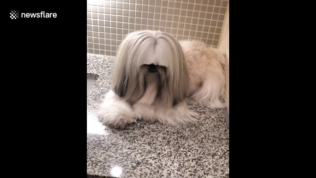 This adorable Shih Tzu looks just like musician Sia!