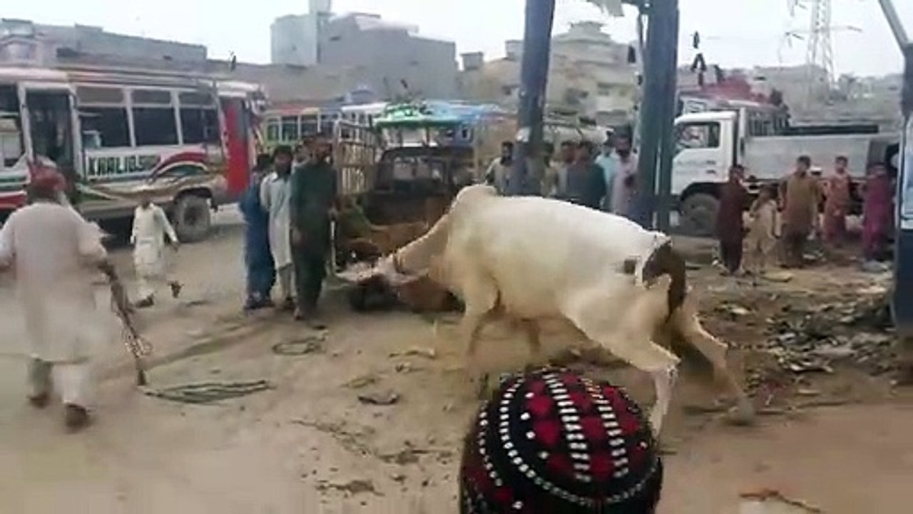 ANGRY BULL ( CHAND BAIL )