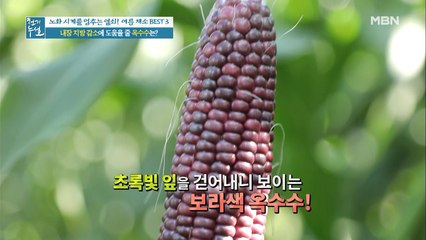 내장 지방에 효과 만점은 바로 OO옥수수…!?