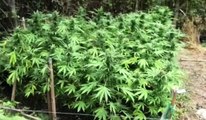 San Lazzaro (BO) - Sequestrata piantagione di marijuana da 300mila euro (07.08.20)