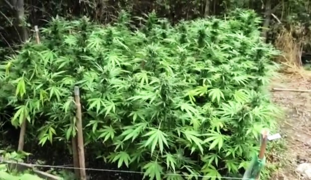 San Lazzaro (BO) - Sequestrata piantagione di marijuana da 300mila euro (07.08.20)