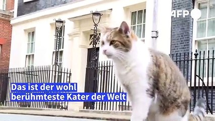 Larry - der berühmteste Kater der Welt