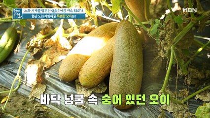 혈관 노화를 예방해줄 특별한 오이가 있다?