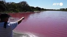 Autoridades de Paraguay investigan causas de lago teñido de rojo