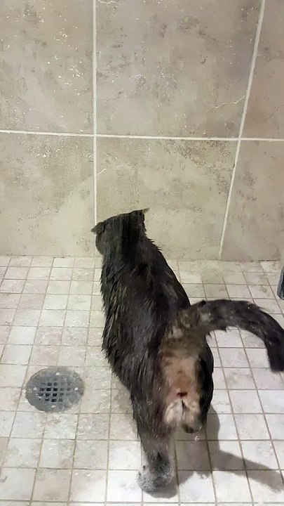 Kitty Likes to Clean Off