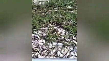 Indian river fills with dead fish! May 9th 2020