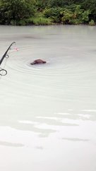 Quand tu pêches et un ours s'approche dangeureusement de ton bateau